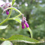 gen.Symphytum