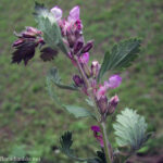 gen.Teucrium