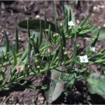 fam.SANTALACEAE