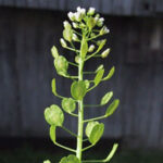 Thlaspi arvense