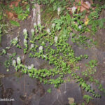 Thymus alpestris