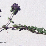 Thymus polytrichus