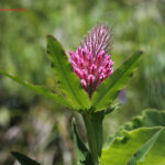 Trifolium rubens