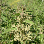 fam.URTICACEAE