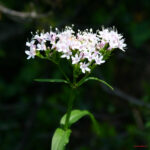 fam.VALERIANACEAE