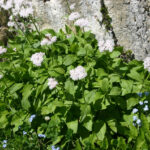 Valeriana montana