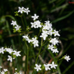 Valeriana saxatilis