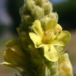 gen.Verbascum
