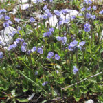 Veronica aphylla