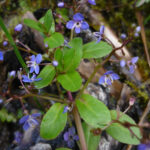 Veronica beccabunga