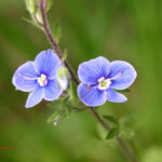 gen.Veronica
