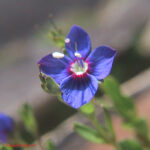 Veronica fruticans
