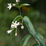 fam.ASCLEPIADACEAE