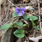Viola riviniana